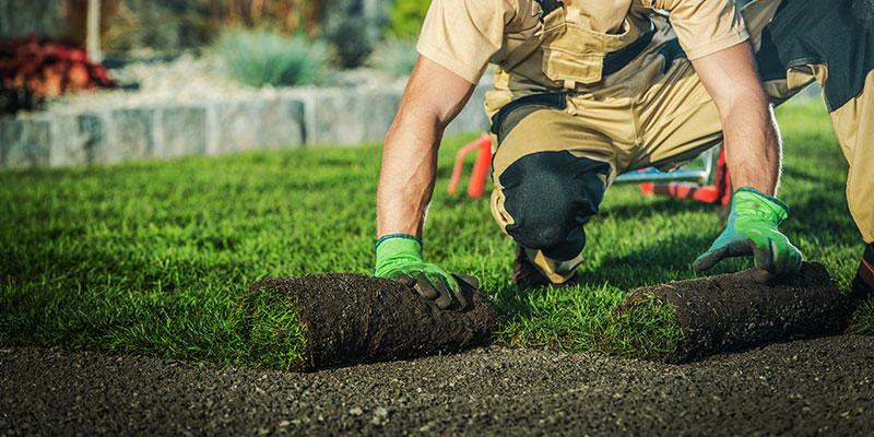 sod installation & replacement landscaper services