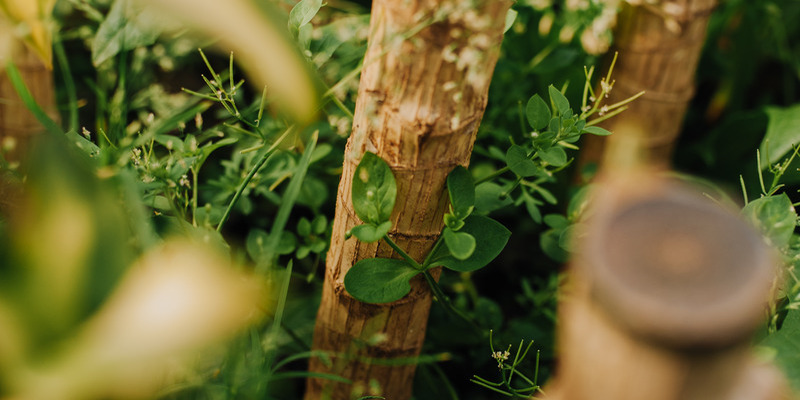Stump Grinding | JET Lawn Care & Landscaping Stump Grinding | JET Lawn Care & Landscaping
